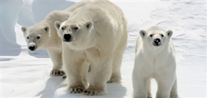 Spitsbergen Wildlife by M/S Expedition